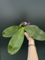 Phalaenopsis Orchid World - Image 2