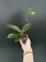 Phalaenopsis Tong Yi Yu Shiou - Image 2