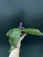 Phalaenopsis Jong's Gigan Cherry 'Prince' - Image 2