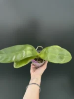 Phalaenopsis Mituo Sunrise 'Snow Red' x Mituo Blue Cat - Image 2