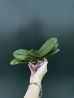 Phalaenopsis SKB Black Lace x (Brother Amar x Heliodor) - Image 2