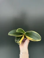 Phalaenopsis Sogo Vivien 'Variegata & Peloric' - Image 2
