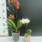 ΠΡΟΣΦΟΡΑ Bolgheri + Δώρο Phal. White mini