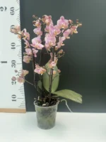 Phalaenopsis Oriantal - Fragrant - Image 2