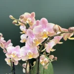 Phalaenopsis Oriantal - Fragrant