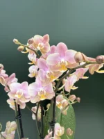 Phalaenopsis Oriantal - Fragrant