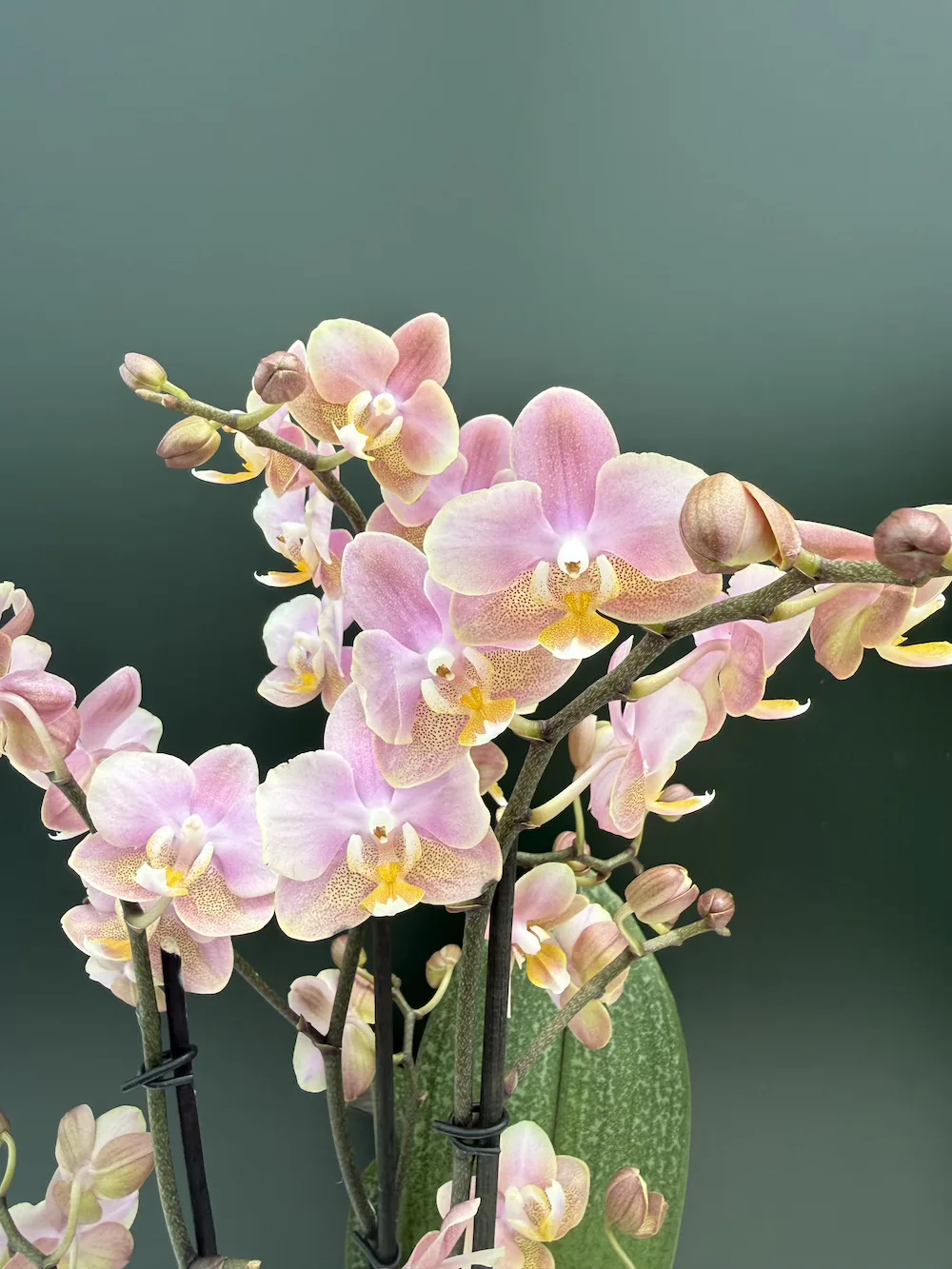 IMG_6634 Phalaenopsis Oriantal - Fragrant - Image 1