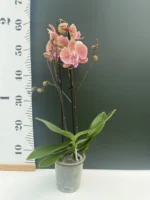Phalaenopsis - Nina - Image 2