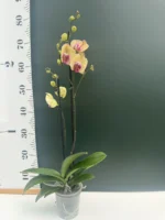 Phalaenopsis - Iris - Image 2