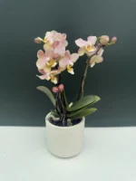 Κασπώ 7cm - Image 2