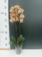 Phalaenopsis - Geelzalm - Image 2