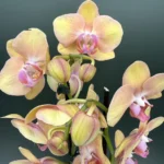 Phalaenopsis - Geelzalm