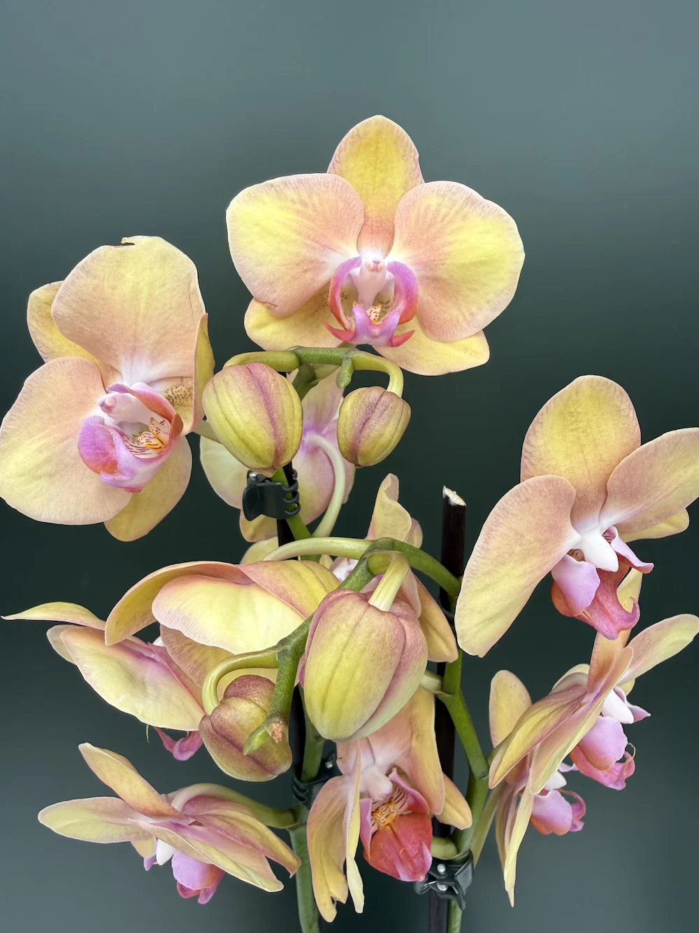 IMG_6673 Phalaenopsis - Geelzalm - Image 1