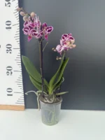 Phalaenopsis - Selina - Image 2