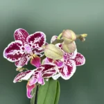 Phalaenopsis - Selina