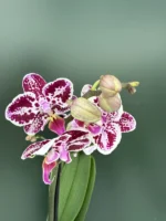 Phalaenopsis - Selina
