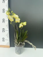 Phalaenopsis - Sunny Shore - Image 2