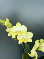 Phalaenopsis - Sunny Shore