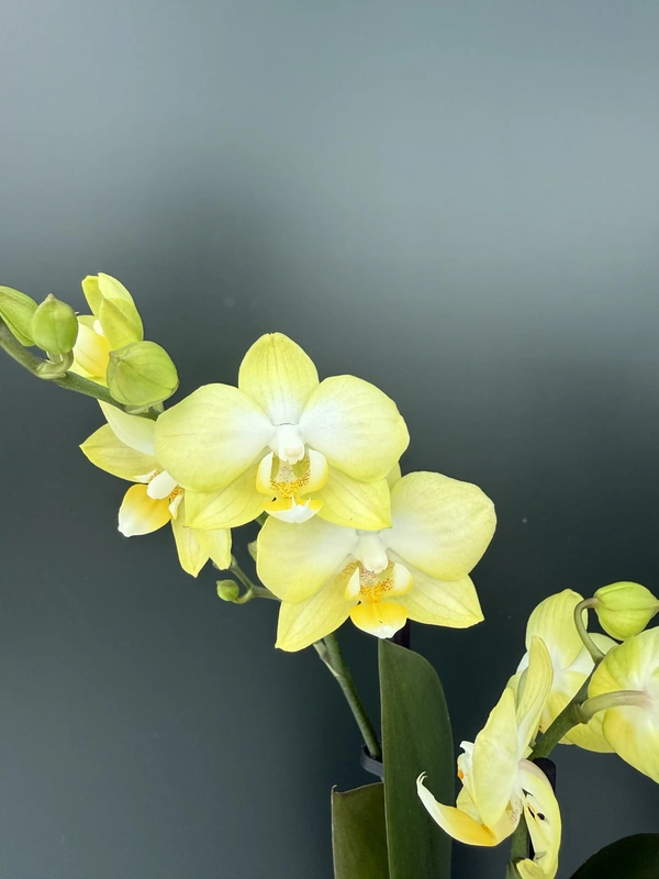 IMG_6687 Phalaenopsis - Sunny Shore - Image 1