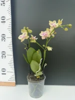 Phalaenopsis - Cousteau - Image 2