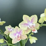 Phalaenopsis - Cousteau