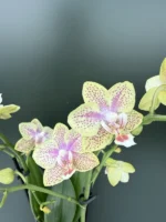 Phalaenopsis - Cousteau
