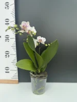 Phalaenopsis - Coco - Image 2