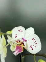 Phalaenopsis - Coco