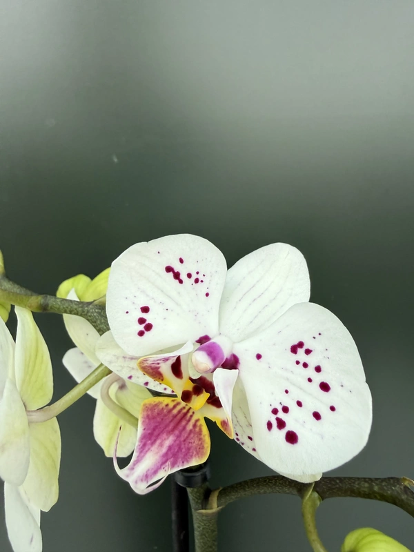 IMG_6691 Phalaenopsis - Coco - Image 1