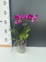 Phalaenopsis - Davien - Image 2