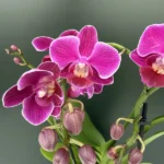 Phalaenopsis - Davien