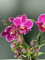 Phalaenopsis - Davien