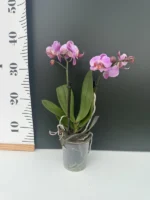 Phalaenopsis - Fredrikstad - Image 2