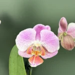 Phalaenopsis - Fredrikstad