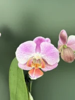 Phalaenopsis - Fredrikstad