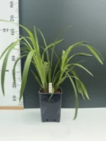 Cymbidium Miss Taipei ( Heat Tolerant) - Image 2
