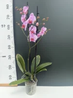 Phalaenopsis - Pink Variegata - Image 3