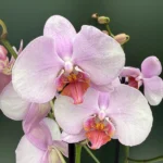 Phalaenopsis - Pink Variegata