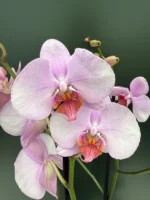 Phalaenopsis - Pink Variegata - Image 2
