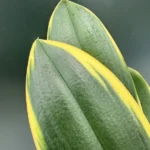 Phalaenopsis - Pink Variegata