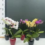 Σετ 2 Phalaenopsis - Mini Multiflora Mix Color