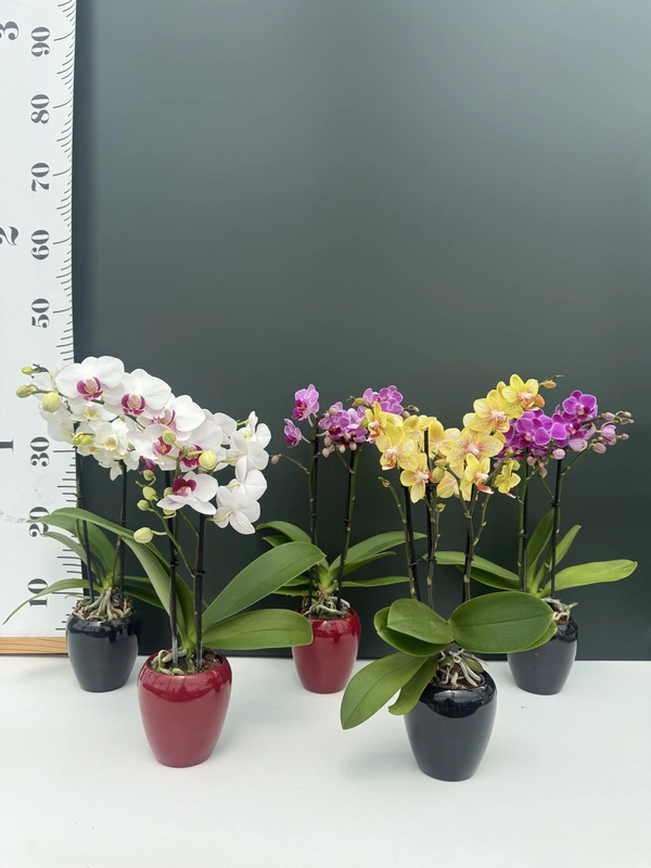 IMG_6750 Σετ 2 Phalaenopsis - Mini Multiflora Mix Color - Image 1