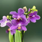 Phalaenopsis - Aurora