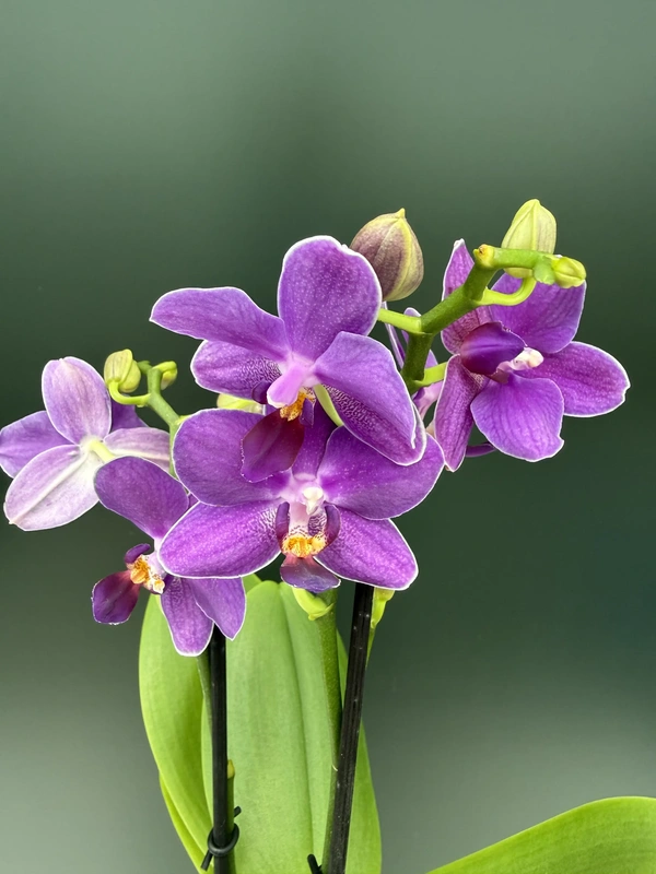IMG_6752 Phalaenopsis - Aurora - Image 1