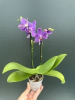 Phalaenopsis - Aurora - Image 2