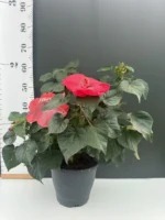 Hibiscus Moscheutos 'Oak Red' - Image 2