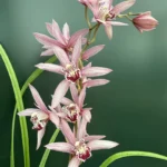 Cymbidium Miss Taipei