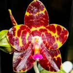 Phalaenopsis Jong's Gigan Cherry 'Prince'