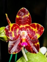 Phalaenopsis Jong's Gigan Cherry 'Prince'