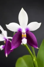 Phalaenopsis Lioulin Blue Jenny